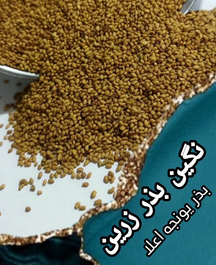 فروش بذر یونجه بوجاری شده پایه بلند