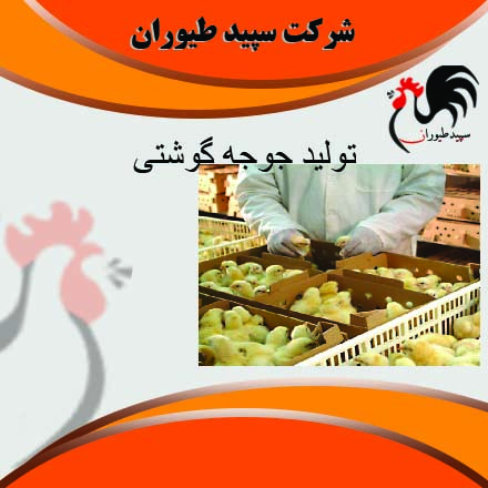 قیمت فروش مرغ گوشتی یک روزه – طیور – طیور