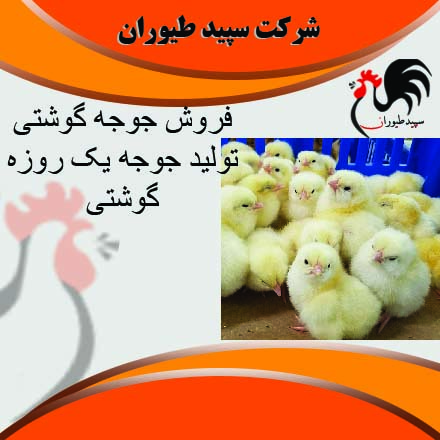 فروش جوجه مرغ گوشتی ۱روزه با بالاترین کیفیت -طیور