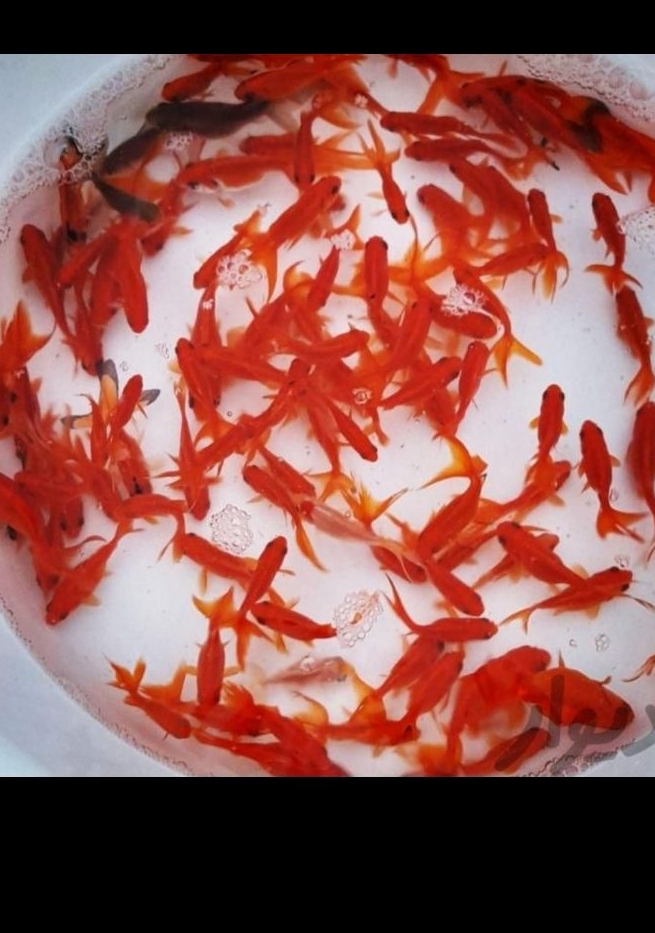 پیش فروش ماهی قرمز درسنندج