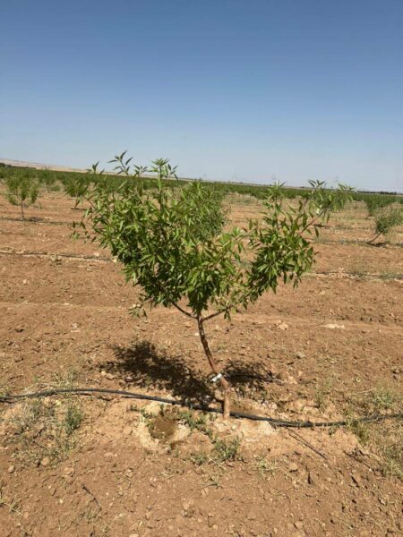 فروش باغات چهارهزارمتری مجتمع باغچه ای مزرعه بادام چسکین