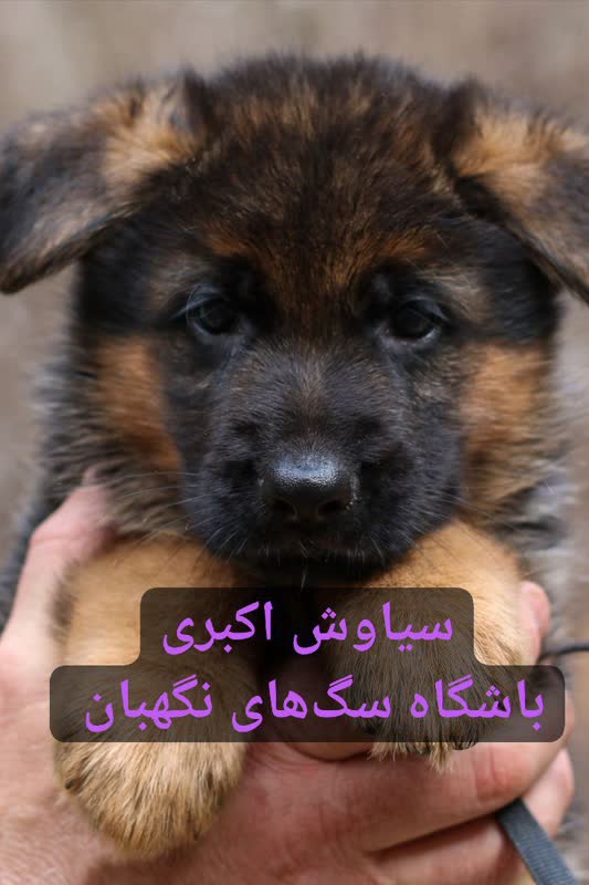 فروش توله سگ های ژرمن شپرد شولاین ۳۲ تا ۷۰ روزه