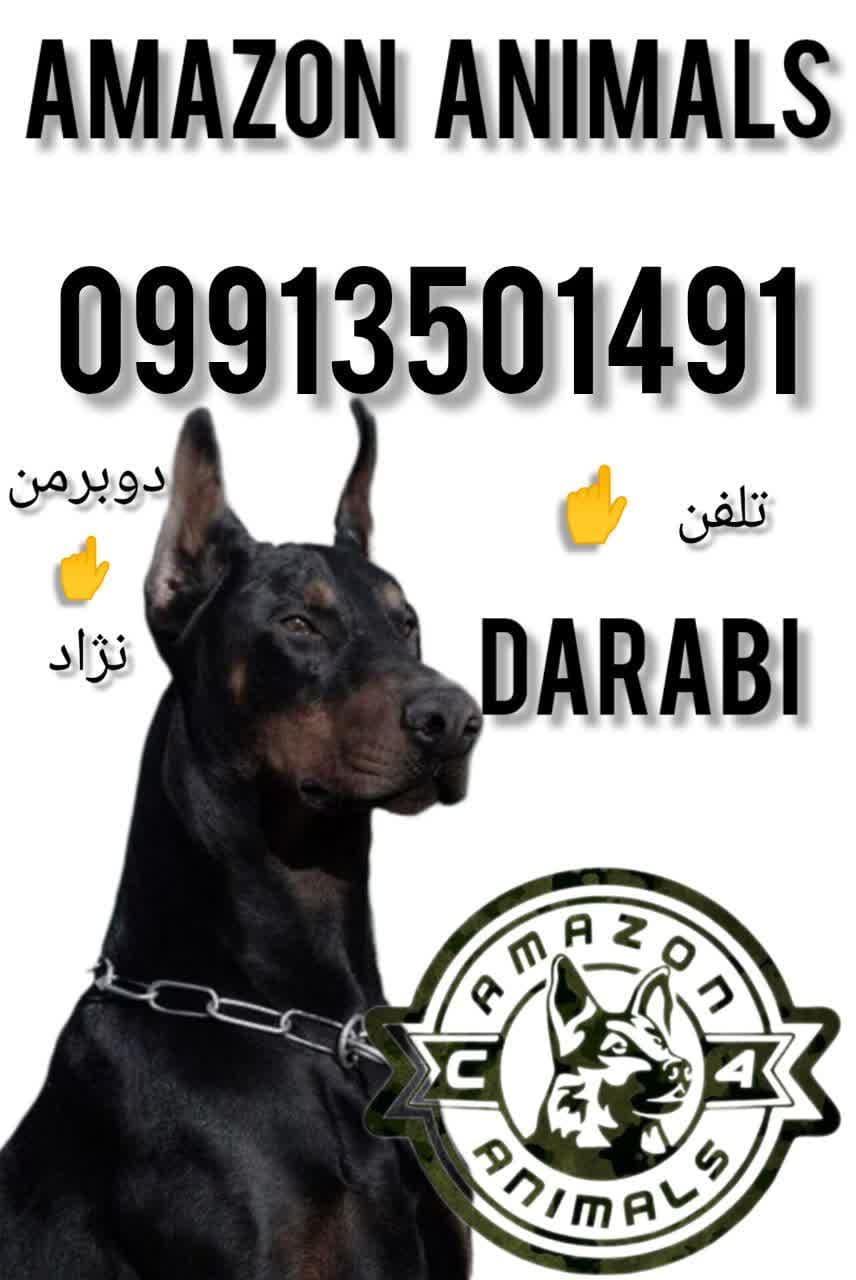 فروش سگ دوبرمن در مجموعه آمازون