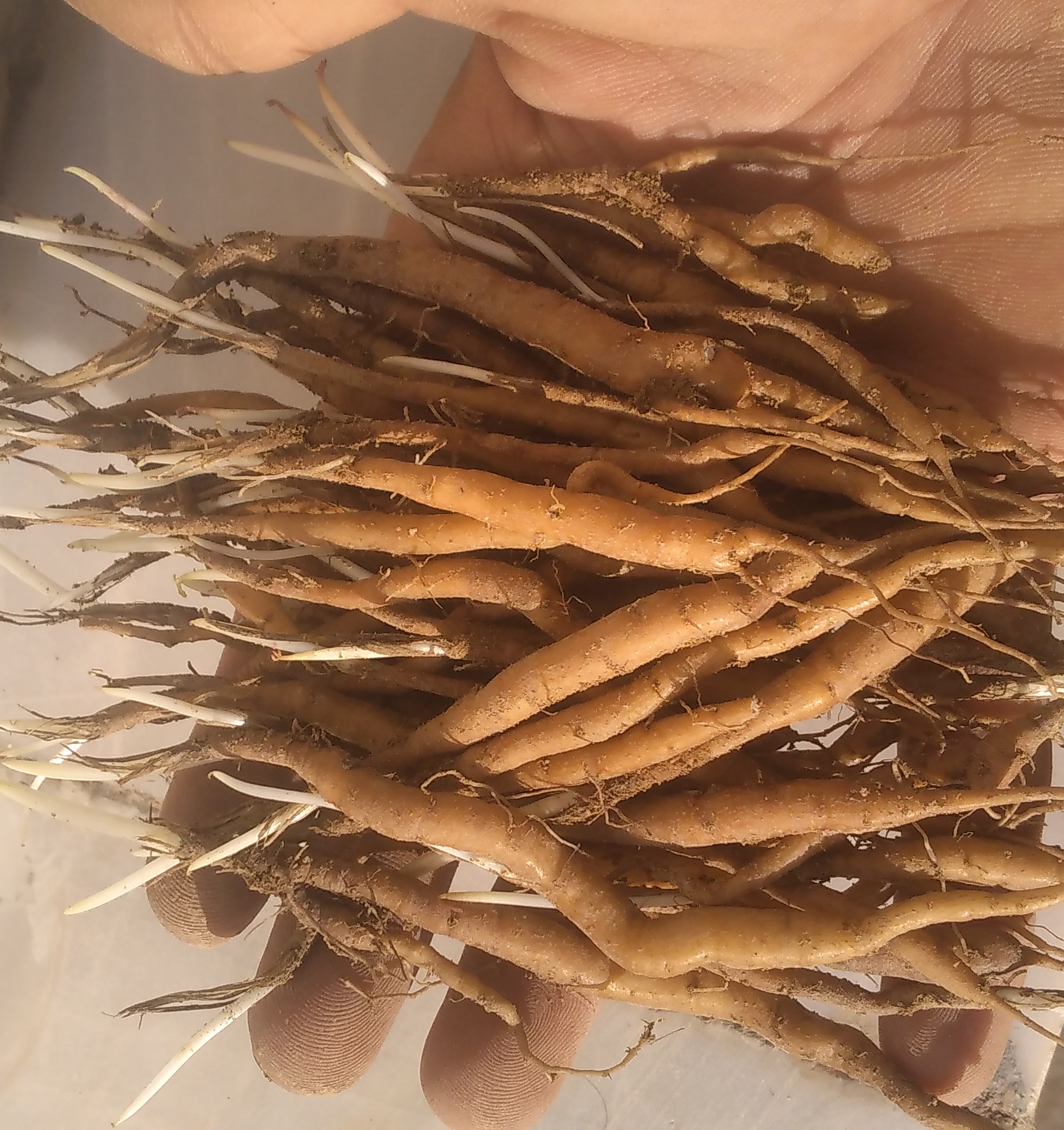 نشاانغوزه
