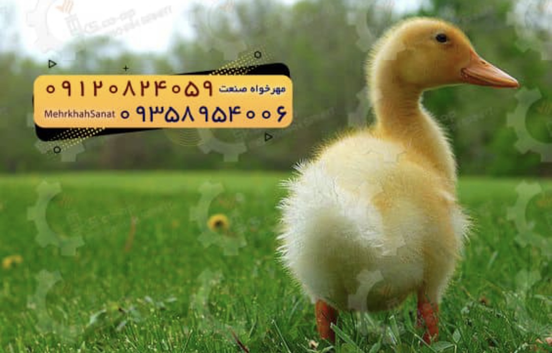 🐣🐣🐣 *جوجه اُردک گوشتی*🐣🐣🐣