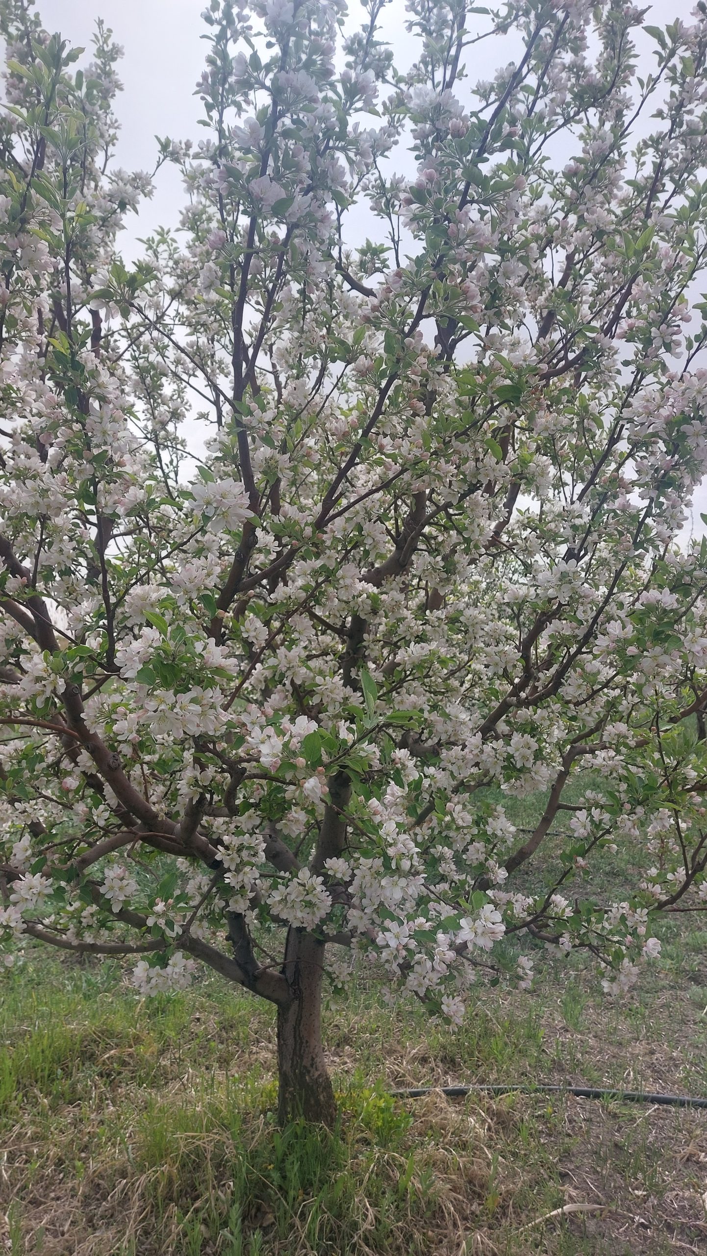 باغچه سیب و الوان