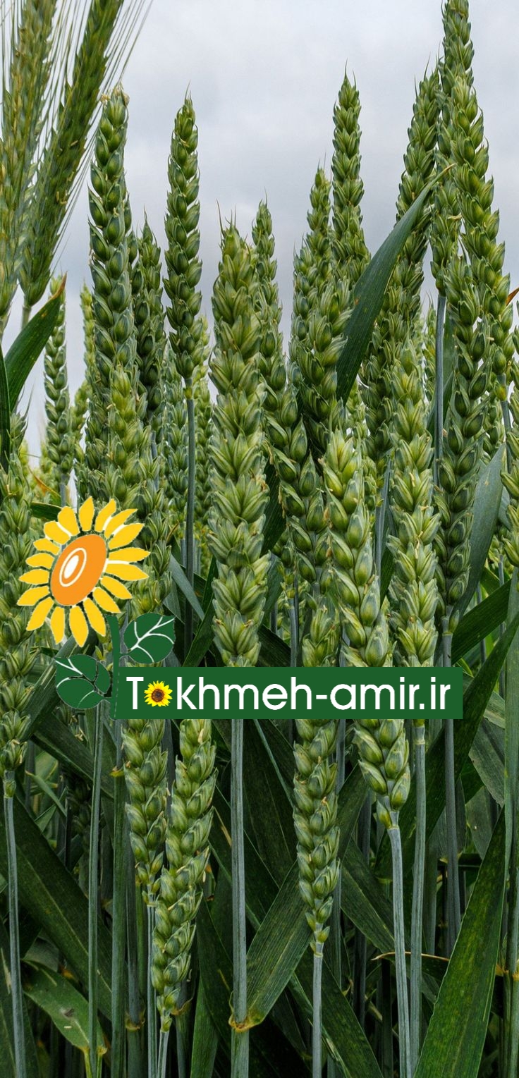 پخش بذرگندم خارجی