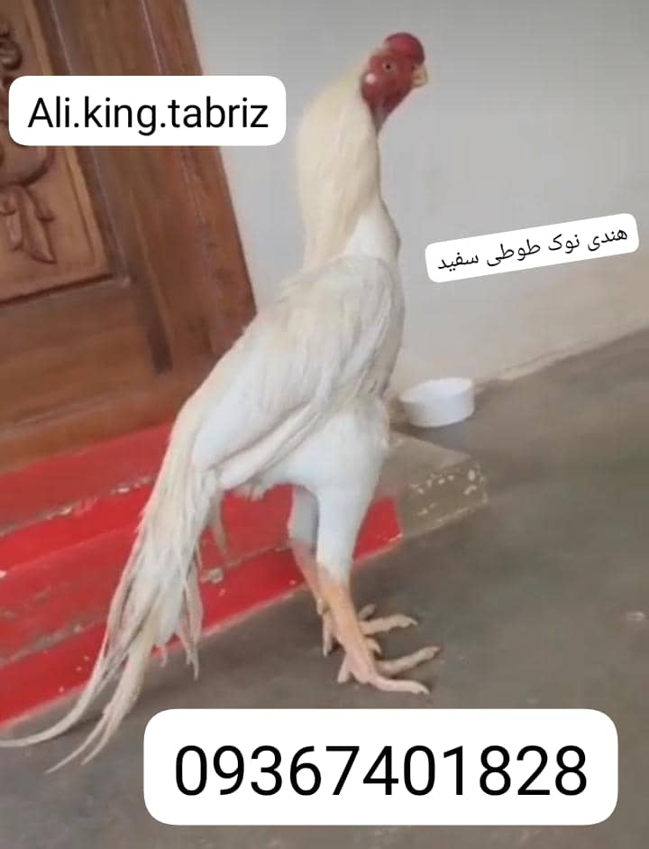 فروش و پرورش انواع لاری هندی نوک طوطی دم طاووسی وچتری