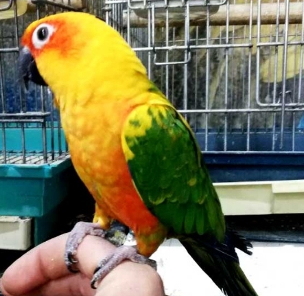 حراج جوجه ی انواع طوطی رام دستی و خونگی
