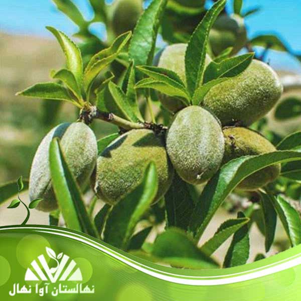 فروش ویژه نهال بادام زودبازده با کیفیت صادراتی